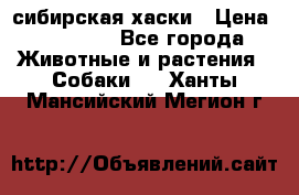 l: сибирская хаски › Цена ­ 10 000 - Все города Животные и растения » Собаки   . Ханты-Мансийский,Мегион г.